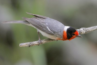 Red-faced Warbler