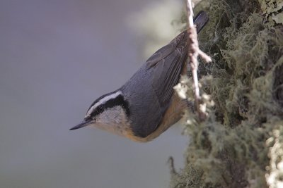 Red-breasted Nuthatch