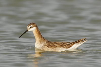 Wilson's Phalarope