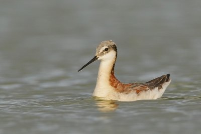 Wilson's Phalarope