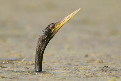 Anhinga