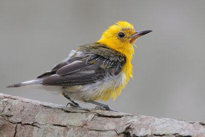 Prothonotary Warbler (molting)