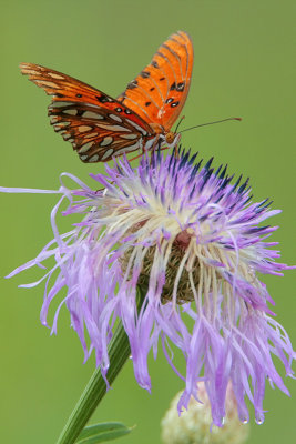 Gulf Fritillary