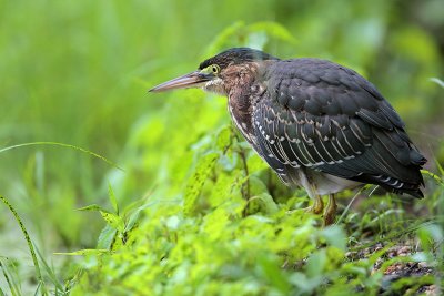 Green Heron