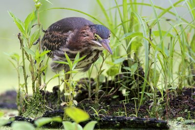 Green Heron