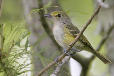 White-eyed Vireo