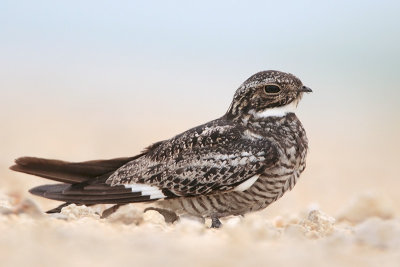 Common Nighthawk