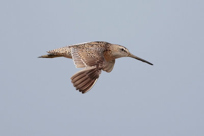 Short-billed Dowitcher