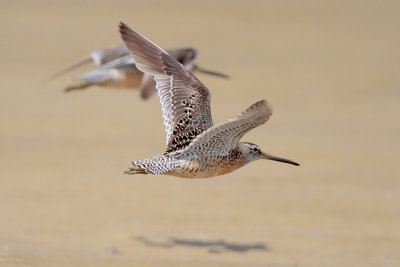 Short-billed Dowitcher