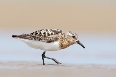 Sanderling