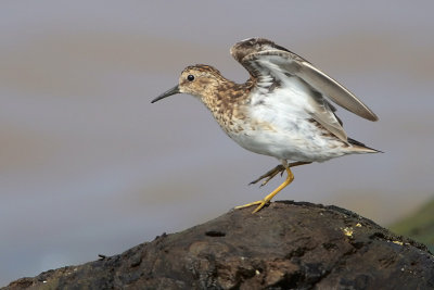 Least Sandpiper