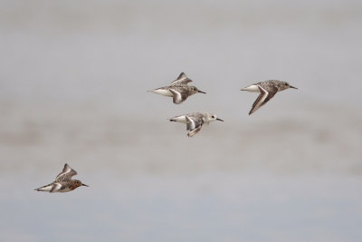 Sanderling