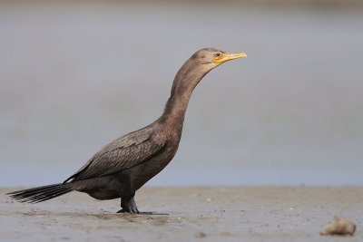 Neotropic Cormorant