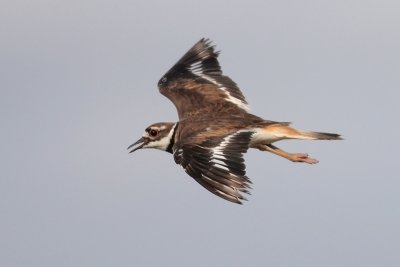 Killdeer