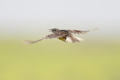 Eastern Meadowlark