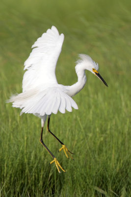 Snowy Egret