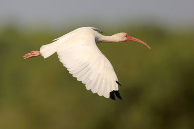 White Ibis