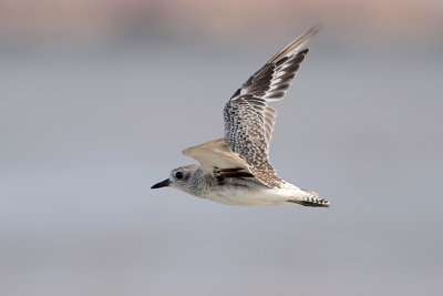 Black-bellied Plover