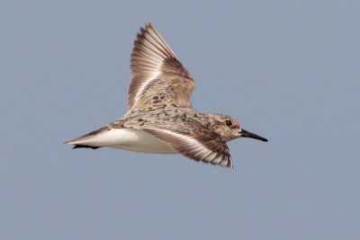 Sanderling