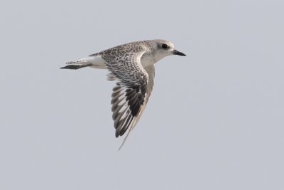 Black-bellied Plover