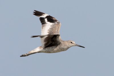 Willet (western)