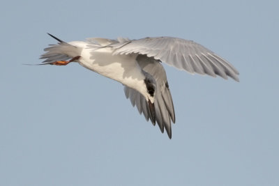 Forster's Tern