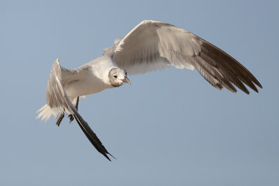 Laughing Gull