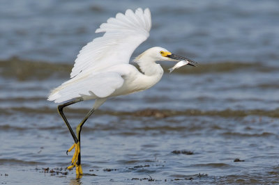 Snowy Egret