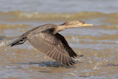 Neotropic Cormorant