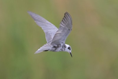 Black Tern