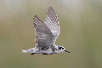 Black Tern