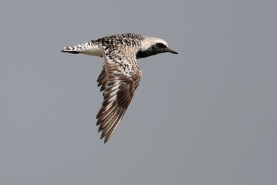 Black-bellied Plover