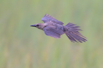 Boat-tailed Grackle