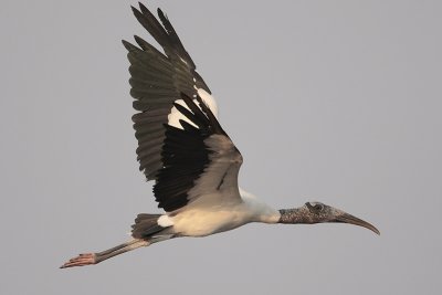 Wood Stork