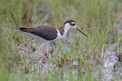 Black-necked Stilt