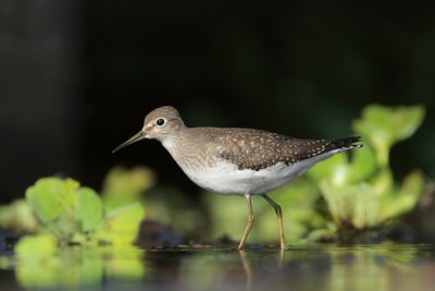 Solitary Sandpiper