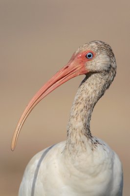 White Ibis