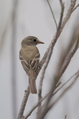 Least Flycatcher