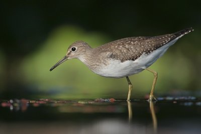 Solitary Sandpiper