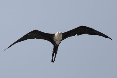 Magnificent Frigatebird