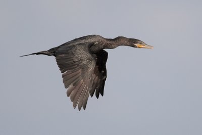 Neotropic Cormorant