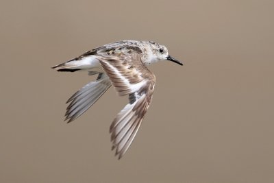 Sanderling