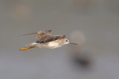 Greater Yellowlegs