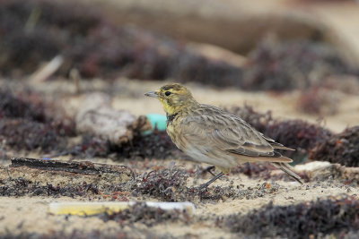 Horned Lark