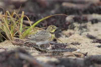 Horned Lark