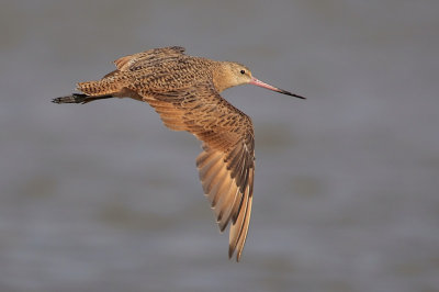 Marbled Godwit