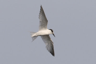 Least Tern