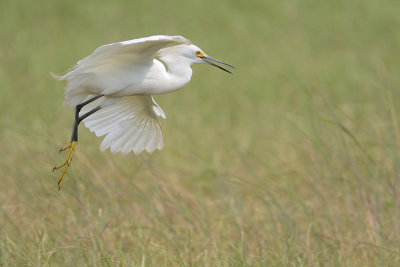 Snowy Egret