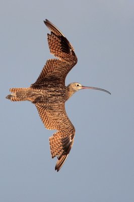 Long-billed Curlew