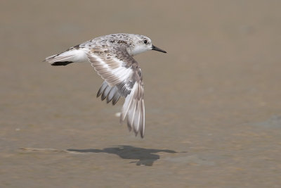 Sanderling